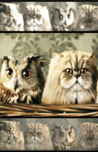 CFF_Other Bother logo