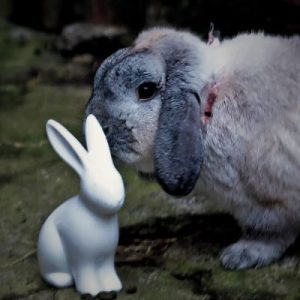 CFF_Velveteen Rabbit